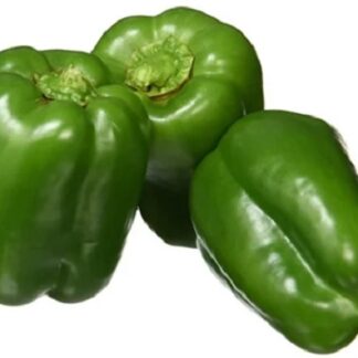 Capsicum